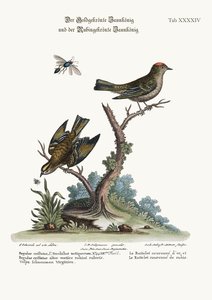 The Golden-crowned Wren, and the Ruby-crowned Wren, 1749-73
